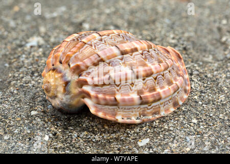 Major harp shell (Harpa major) on beach, Borneo. Stock Photo