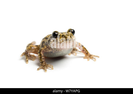 Mallorcan midwife toad (Alytes muletensis) Endemic to Majorca, Vulnerable species. Stock Photo