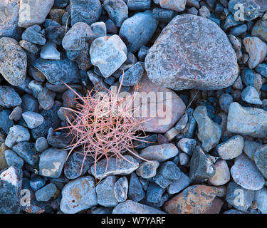 Cotton top cactus (Echinocactus polycephalus) among rocks, Death Valley National Park, California, USA, August. Stock Photo