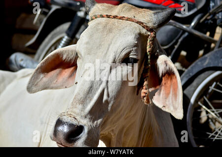 White hippie cow setting in the sun resting in the streets of Jaisalmer, India Stock Photo