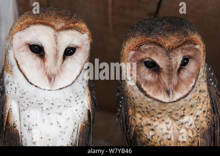 Barn owl (Tyto alba punctatissima) pair, Santa Cruz Island, Galapagos, Ecuador. Stock Photo