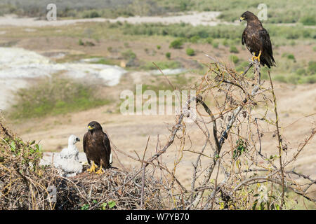 Galapagos hawks (Buteo galapagoensis) at nest with chick, Galapagos, Ecuador. Vulnerable species. Stock Photo