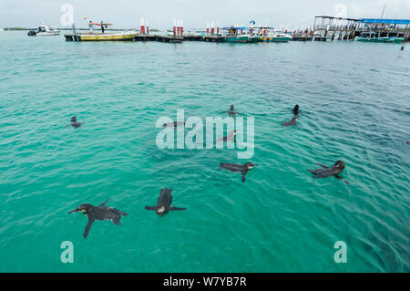 Galapagos penguins (Spheniscus mendiculus) swimming near jetty and boats, Galapagos, Ecuador. Endangered species. Stock Photo