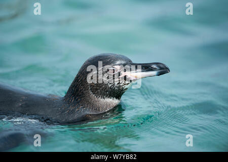 Galapagos penguin (Spheniscus mendiculus) swimming, Galapagos, Ecuador. Endangered species. Stock Photo