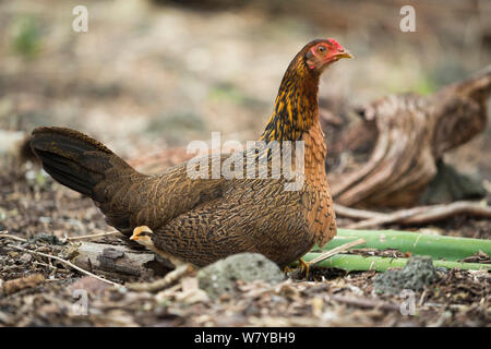 Feral chicken (Gallus gallus domesticus) hen and chick, these have reverted to ancestral type nearly identical to Red jungle fowl. Galapagos Stock Photo