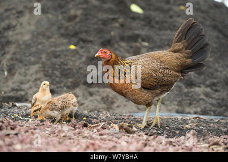 Feral chicken (Gallus gallus domesticus) hen and chicks, these have reverted to ancestral type nearly identical to Red jungle fowl. Galapagos Stock Photo