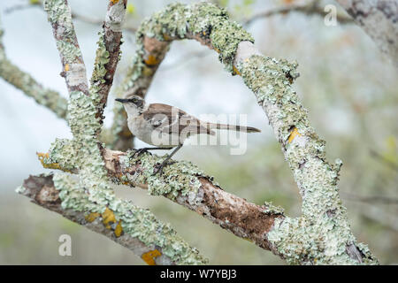 Galapagos mockingbird (Mimus parvulus) on lichen covered branches, Galapagos Stock Photo