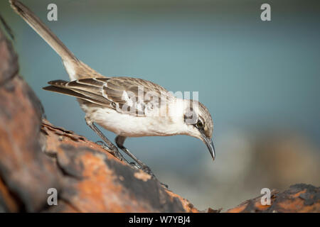 Galapagos mockingbird (Mimus parvulus), Galapagos Stock Photo