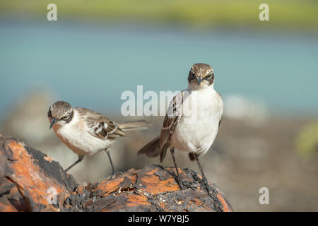 Galapagos mockingbirds (Mimus parvulus), Galapagos Stock Photo