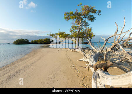 Marine iguana (Amblyrhynchus cristatus) on dead tree on beach, Galapagos Stock Photo