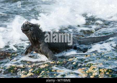 Marine iguana (Amblyrhynchus cristatus) in surf, Galapagos Stock Photo