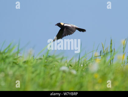 Bobolink (Dolichonyx oryzivorus ) male in flight over its meadow territory, New York, USA, June. Stock Photo