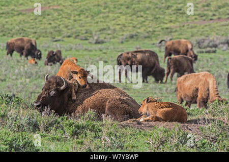 American Buffalo or Bison (Bison bison) calf trying to climb over mother, Yellowstone National Park, Wyoming, USA, May Stock Photo