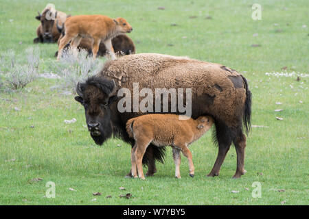 American Buffalo or Bison (Bison bison) calf suckling, Yellowstone National Park, Wyoming, USA, May Stock Photo