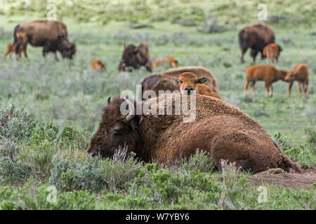 American Buffalo or Bison (Bison bison) calf looking over mother, Yellowstone National Park, Wyoming, USA, May Stock Photo