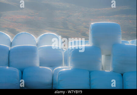 Hay rolls stacked and wrapped in plastic, Iceland Stock Photo