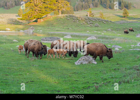 American Buffalo or Bison (Bison bison) group with calves, Yellowstone National Park, Wyoming, USA, May Stock Photo