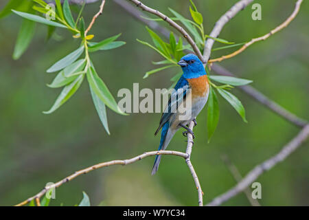 Lazuli Bunting (Passerina amoena) perched, Grand Teton National Park, Wyoming, USA, June. Stock Photo