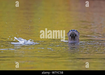 North American river otter (Lontra canadensis) emerging from water, Acadia National Park, Maine, USA, October. Stock Photo