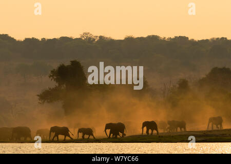 African elephant herd at sunrise (Loxodonta africana), Chobe National Park, Botswana, Africa. Stock Photo