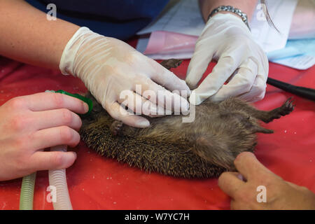 Vet checking hedgehog (Erinaceus europaeus) with injured jaw, Secret World animal rescue centre, Somerset, UK, June. Stock Photo