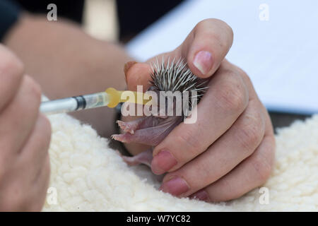 Hedgehog (Erinaceus europaeus), orphaned baby feeding, Secret World animal rescue centre, Somerset, UK, June. Stock Photo