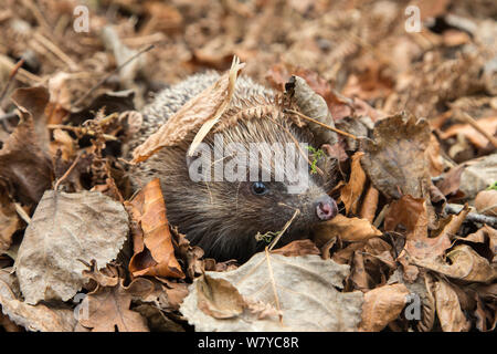 Hedgehog (Erinaceus europaeus) in autumn leaves, UK, June, captive. Stock Photo