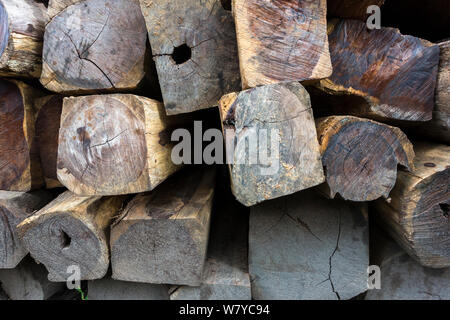 Siam rosewood tree (Dalbergia cochinchinensis) timber confiscated from poachers, stored as evidence, Thap Lan National Park, Dong Phayayen-Khao Yai Forest Complex, eastern Thailand, August. Stock Photo