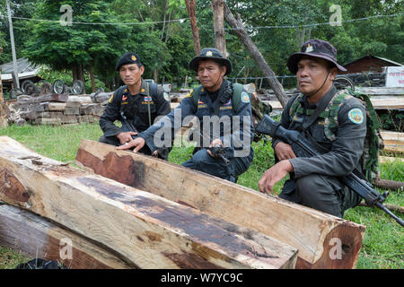 Thap Lan anti-poaching rangers with Siam rosewood tree (Dalbergia cochinchinensis) timber  confiscated from poachers, Thap Lan National Park, Dong Phayayen-Khao Yai Forest Complex, eastern Thailand, August, 2014. Stock Photo