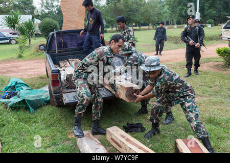 Thap Lan rangers unloading Siam rosewood tree (Dalbergia cochinchinensis) timber confiscated from poachers, Thap Lan National Park, Dong Phayayen-Khao Yai Forest Complex, eastern Thailand, August, 2014. Stock Photo