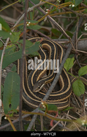 Common ribbon snake (Thamnophis sauritus sauritus) Virginia, USA. October. Stock Photo