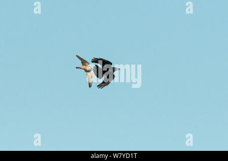 Merlin (Falco columbarius) chasing off a Rook (Corvus frugilegus) in flight. Cresswell, Northumberland, UK. November. Stock Photo