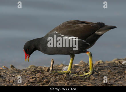 Common Moorhen (Gallinula chloropus) feeding along lake edge. Martin Mere Nature Reserve, Lancashire, UK. November. Stock Photo