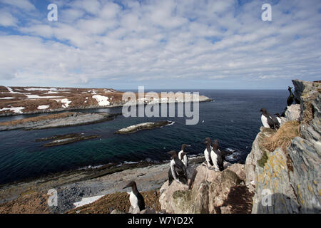 Common guillemot (Uria aalge) colony, Hornoya, Varanger, Finnmark, Norway, April. Stock Photo