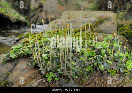 Clump of Great scented / Snakeskin Liverwort (Conocephalum conicum) with stalked sporangia, growing by a woodland stream, Cornwall, UK, March. Stock Photo