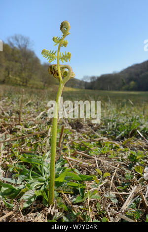 Bracken (Pteridium aquilinum) frond unfurling, Cornwall, UK, April. Stock Photo