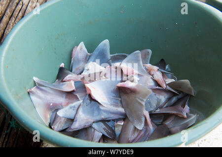 Bucket of Shark fins (Squalus sp) for sale in fish market, Bali, Indonesia, August 2014. Stock Photo