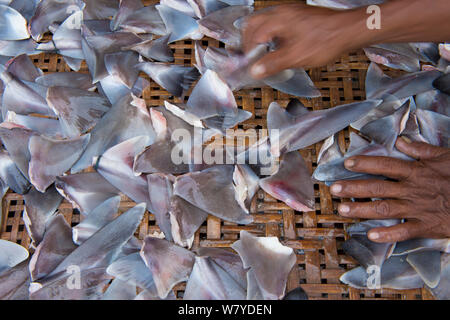 Shark fins (Squalus sp) for sale in fish market, Bali, Indonesia, August 2014. Stock Photo