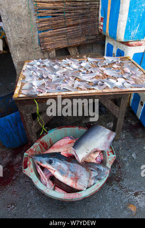 Shark fins (Squalus sp) for sale in fish market, Mako shark (Isurus oxyrinchus) head in bucket below. Bali, Indonesia, August 2014. Stock Photo