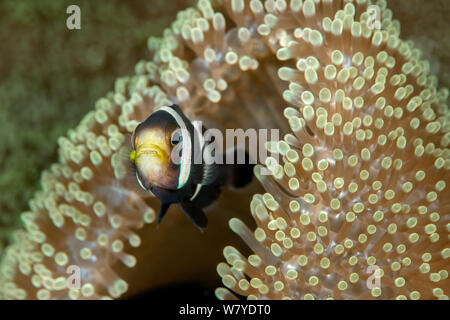 Saddleback anemonefish (Amphiprion polymnus) with its host sea anemone (Stichodactyla haddoni)   Lembeh Strait, North Sulawesi, Indonesia. Stock Photo