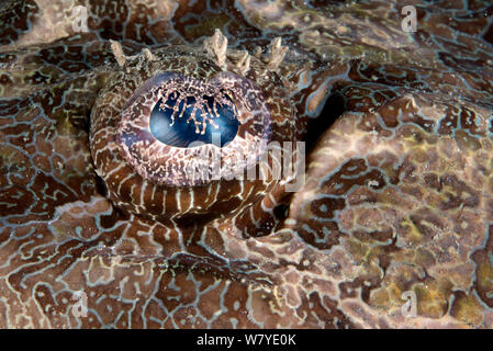 Giant flathead (Cymbacephalus beauforti) close up of eyel. Lembeh Strait, North Sulawesi, Indonesia. Stock Photo