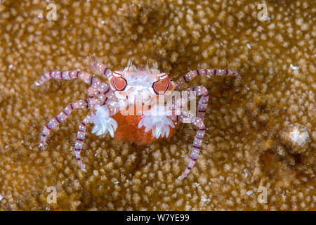Mosaic boxer crab (Lybia tesselata) female carrying its red eggs Lembeh Strait, North Sulawesi, Indonesia Stock Photo