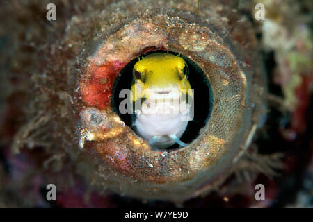 Striped fangblenny mimic (Petroscirtes breviceps) coming out of a bottle, Lembeh Strait, North Sulawesi, Indonesia. Stock Photo