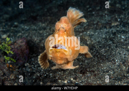 Giant anglerfish (Antennarius commerson) swimming awkwardly to its new ambush location, Lembeh Strait, North Sulawesi, Indonesia. Stock Photo