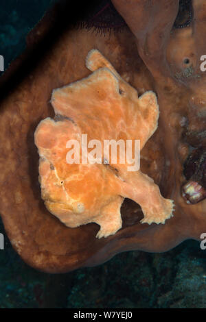 Giant anglerfish (Antennarius commerson) Lembeh Strait, North Sulawesi, Indonesia. Stock Photo
