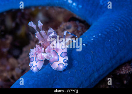 Harlequin shrimp (Hymenocera elegans) with its prey Blue Starfish (Linckia laevigata) Lembeh Strait, North Sulawesi, Indonesia. Stock Photo