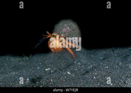 Spotted hermit crab (Dardanus megistos) running at night and stirring up sand. Lembeh Strait, North Sulawesi, Indonesia. Stock Photo