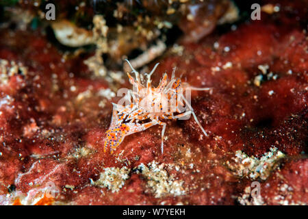 Spiny Tiger Shrimp male and female, Phyllognathia ceratophthalma. Also ...