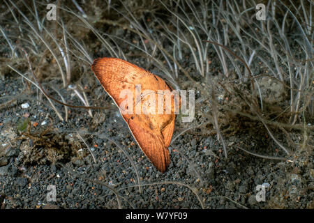 Orbicular batfish (Platax orbicularis) leaf-like juvenile. Lembeh Strait, North Sulawesi, Indonesia. Stock Photo