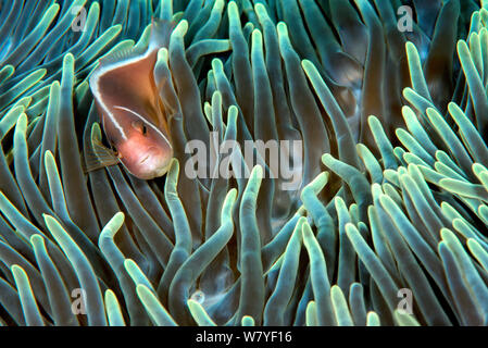 Pink clownfish (Amphiprion perideraion) in host anemone (Heteractis crispa). Lembeh Strait, North Sulawesi, Indonesia. Stock Photo